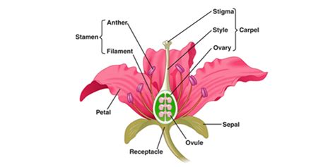 sepels|The Structure and Functions of Sepals. An Overview.